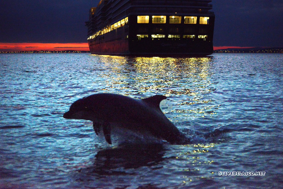 #Wills cavorting in front of #cruise ship #QueenElizabeth in #Weymouth Bay last night!
