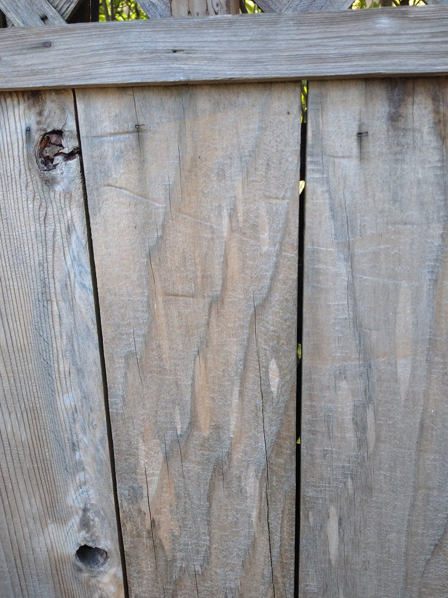 KatePreserveArt's tweet photo. If you don't see a man's bum and back and partial legs in this wood grain, we can't be friends. 😂🤣😂 
 #AbstractMinds #PicassosFault https://t.co/DeOWQgFkS1