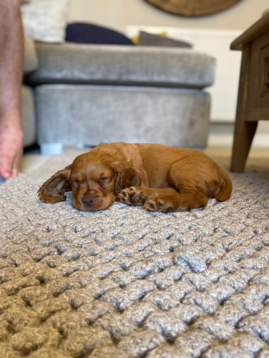 emmalloyd92's tweet photo. @dog_feelings @dog_rates https://t.co/QP8nwXzFix