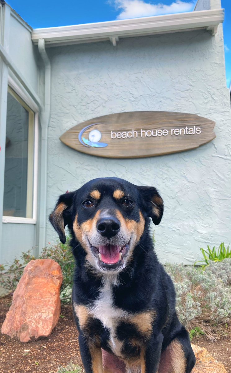 Your Dog’s Vacation Awaits 🐶...There is no better time than Now to take a Vacation with your furry friend. We offer many dog friendly vacation homes in Capitola Village. Click the link to start planning the perfect getaway. #nationalpuppyday #travel #vacation