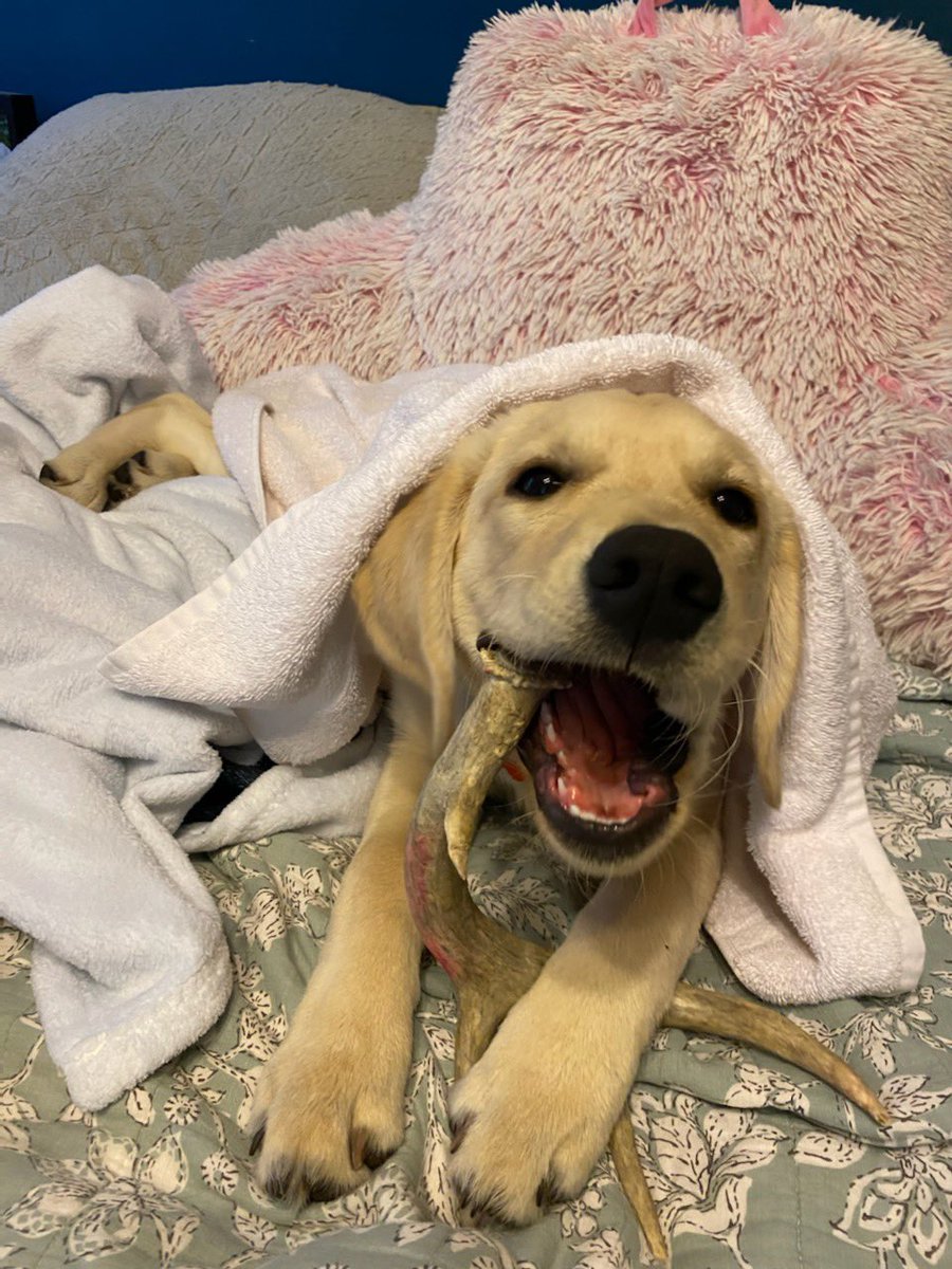 wagsformags's tweet photo. Happy National puppy day to these two cuties, Aggie &amp; Hank😍 Sending a huge shout out to our puppy raisers Sarah &amp; Sydney for taking care of and exposing these pups to so much! You are appreciated🥰 https://t.co/VknvmcJ7sF