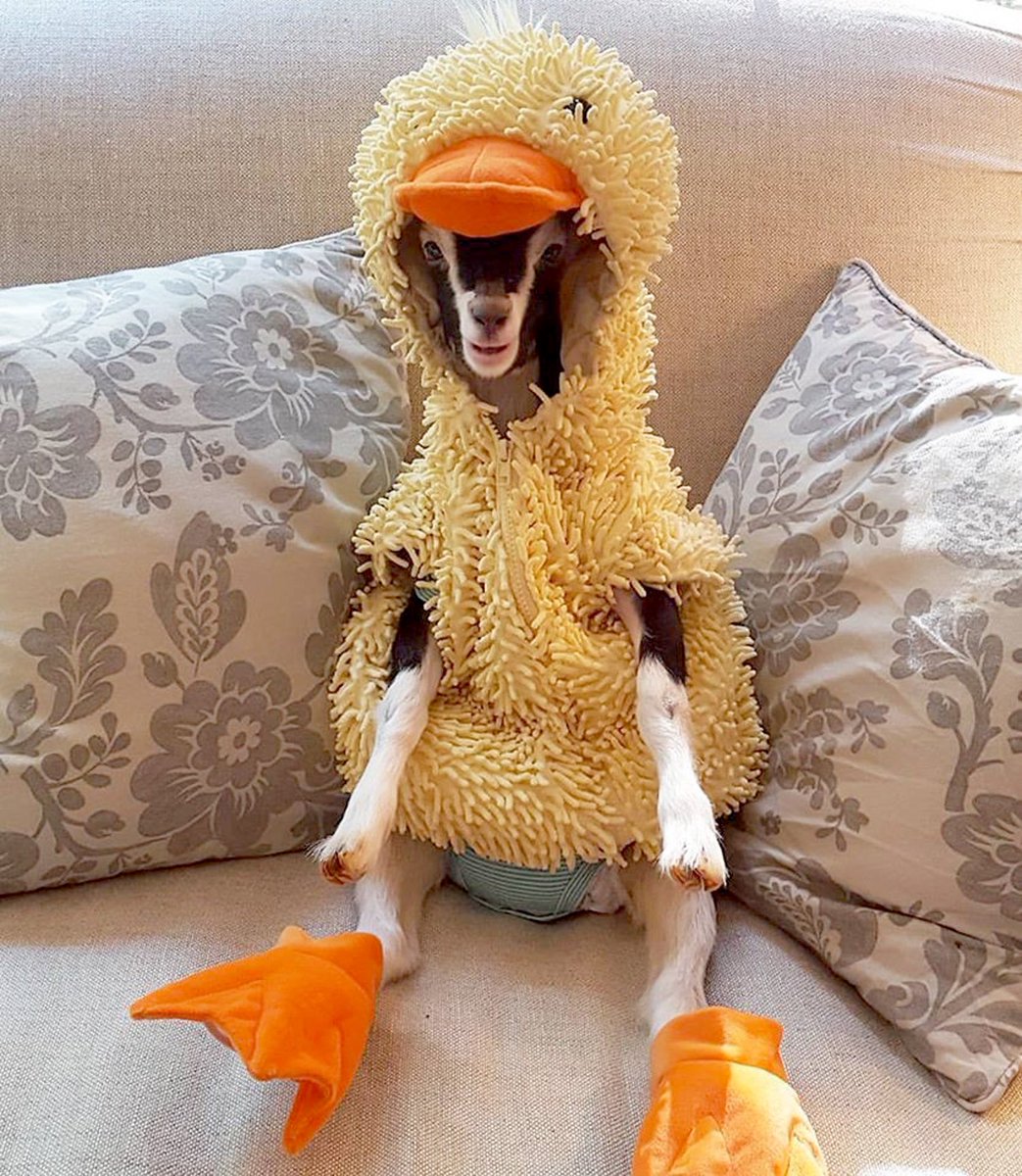 parrspective's tweet photo. i am this goat https://t.co/BO2gT1mEtf