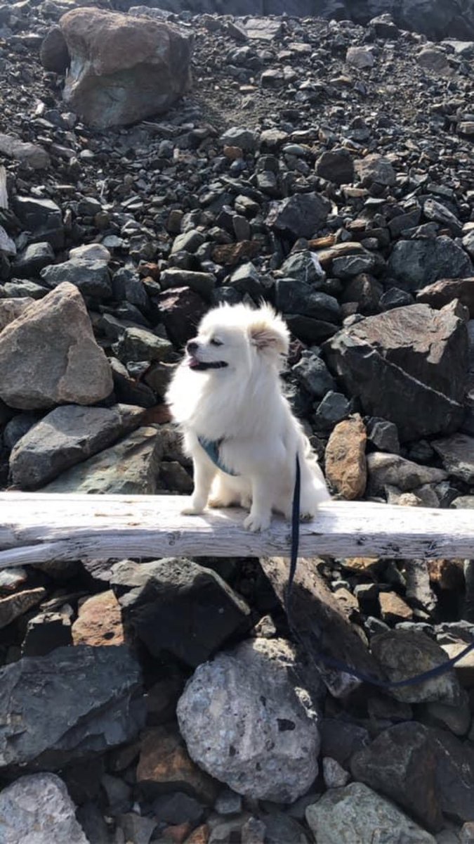 JSRPenney's tweet photo. #NationalPuppyDay to Peanut! https://t.co/bcELvspCMY