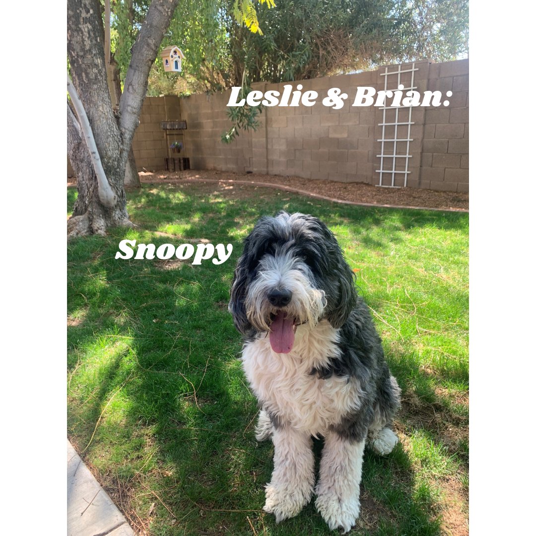 thenofeelender's tweet photo. Today is National Puppy Day!!! 🐶

We wanted to share the AZ Home Loan pups with you, and give you a little serotonin on your Tuesday! 

#nationalpuppyday  #azhomeloans #puppylove  #whosagooddog https://t.co/YfPjgK6aYe