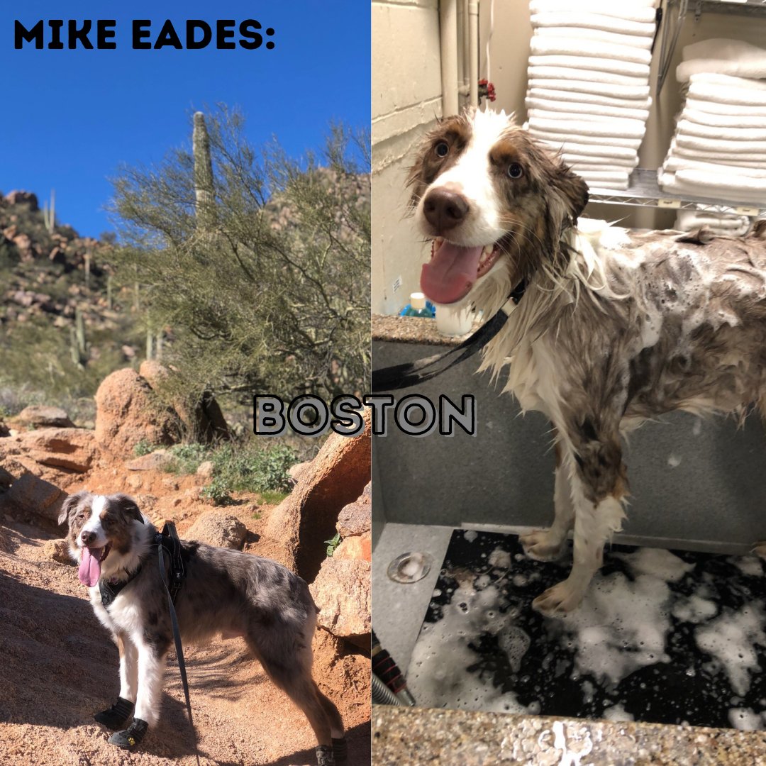 thenofeelender's tweet photo. Today is National Puppy Day!!! 🐶

We wanted to share the AZ Home Loan pups with you, and give you a little serotonin on your Tuesday! 

#nationalpuppyday  #azhomeloans #puppylove  #whosagooddog https://t.co/YfPjgK6aYe
