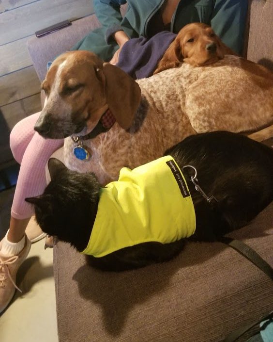BerkleyBlackCat's tweet photo. Berkley, out cat ambassador, was happy to hang out with his friends, Gertie and Maple at #bluebirddistilling and wishes them a happy #NationalPuppyDay! Berkley loves supporting local businesses and spreading awareness of animal rescue!
#blackcatcafe #animalrescue #phoenixvillepa https://t.co/mPxMeZwvJQ