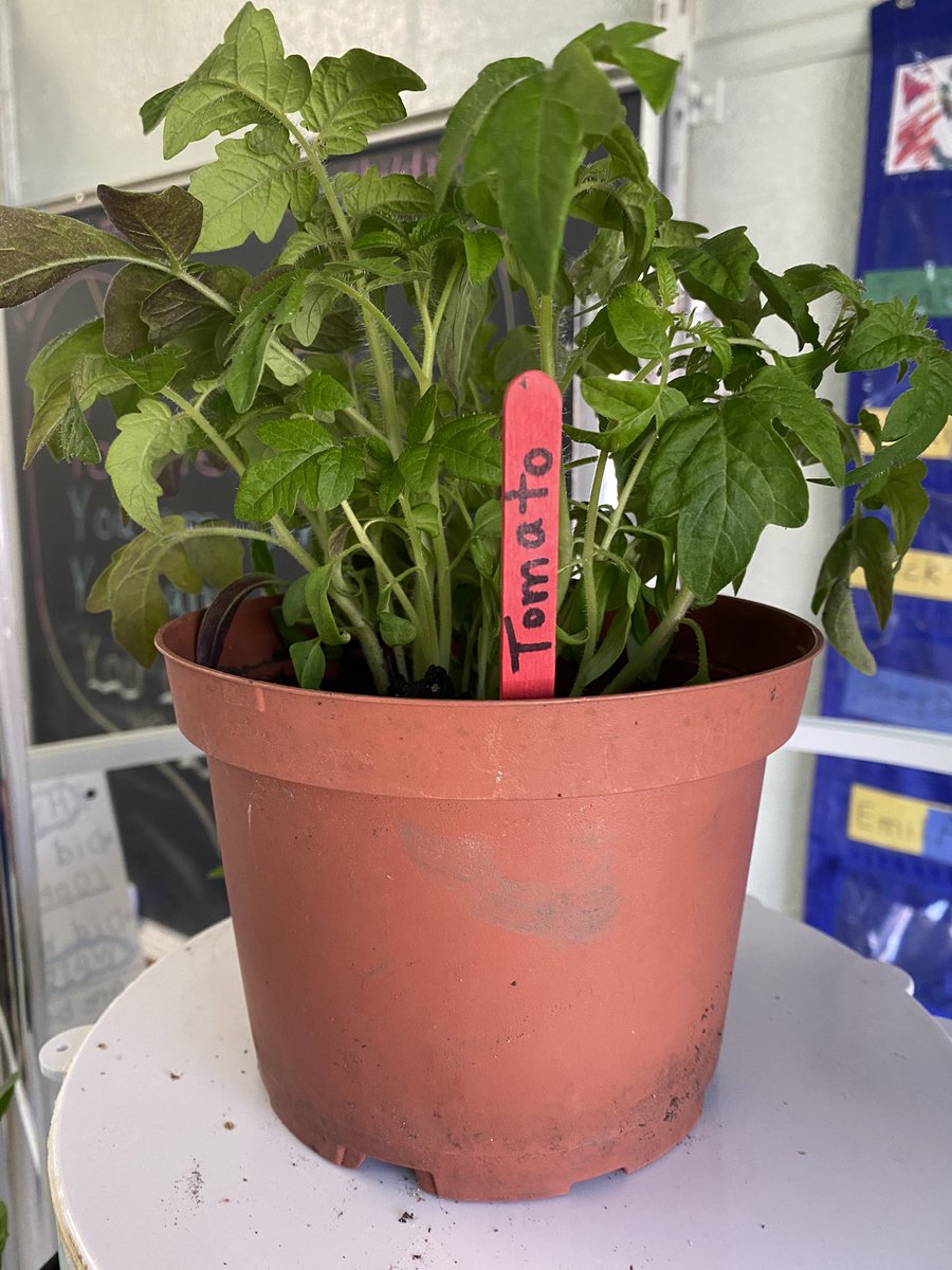 Look who is first to the dance ...  and the winner is ...
Mr. Cherry Tomato  🍅 
New address: Flower Pot   Our first transplant from the Tower  Garden