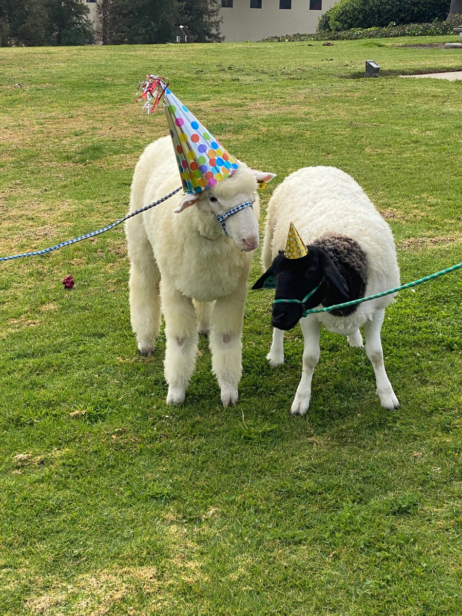 SenatorLeyva's tweet photo. Happy birthday, Oreo! I wish you and your @CPPAgriscapes family a day full of fun and treats. #HBDOreo #OreoTurns1 https://t.co/gVNk1fS1Dj https://t.co/mBaYxXxOJL