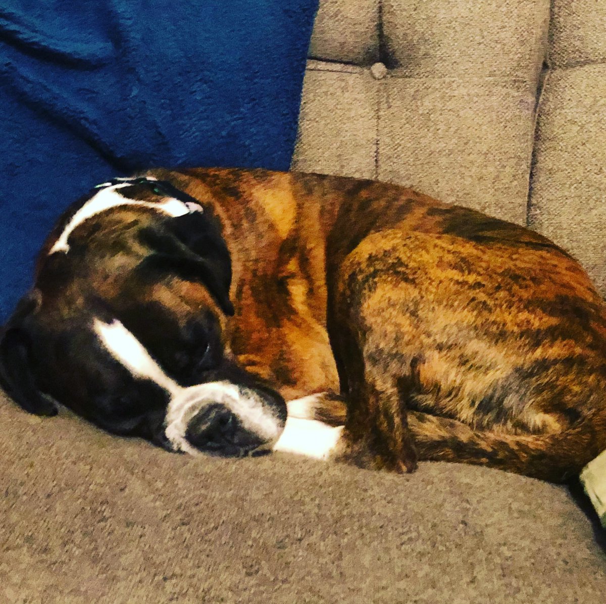 FarmhouseGreen's tweet photo. @TWoodMrs @knocker01 We also have a boxer named Bundy who unfortunately is not very friendly with other dogs. So to not cause her undue stress we do not allow pets to stay with us. Sorry https://t.co/EIF9jhuaiE