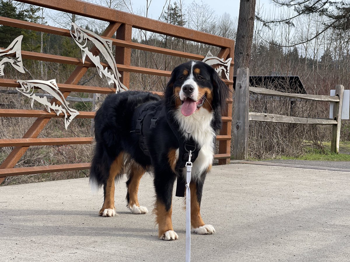 JennSchooley's tweet photo. @dog_rates https://t.co/IyeHj7CtXi