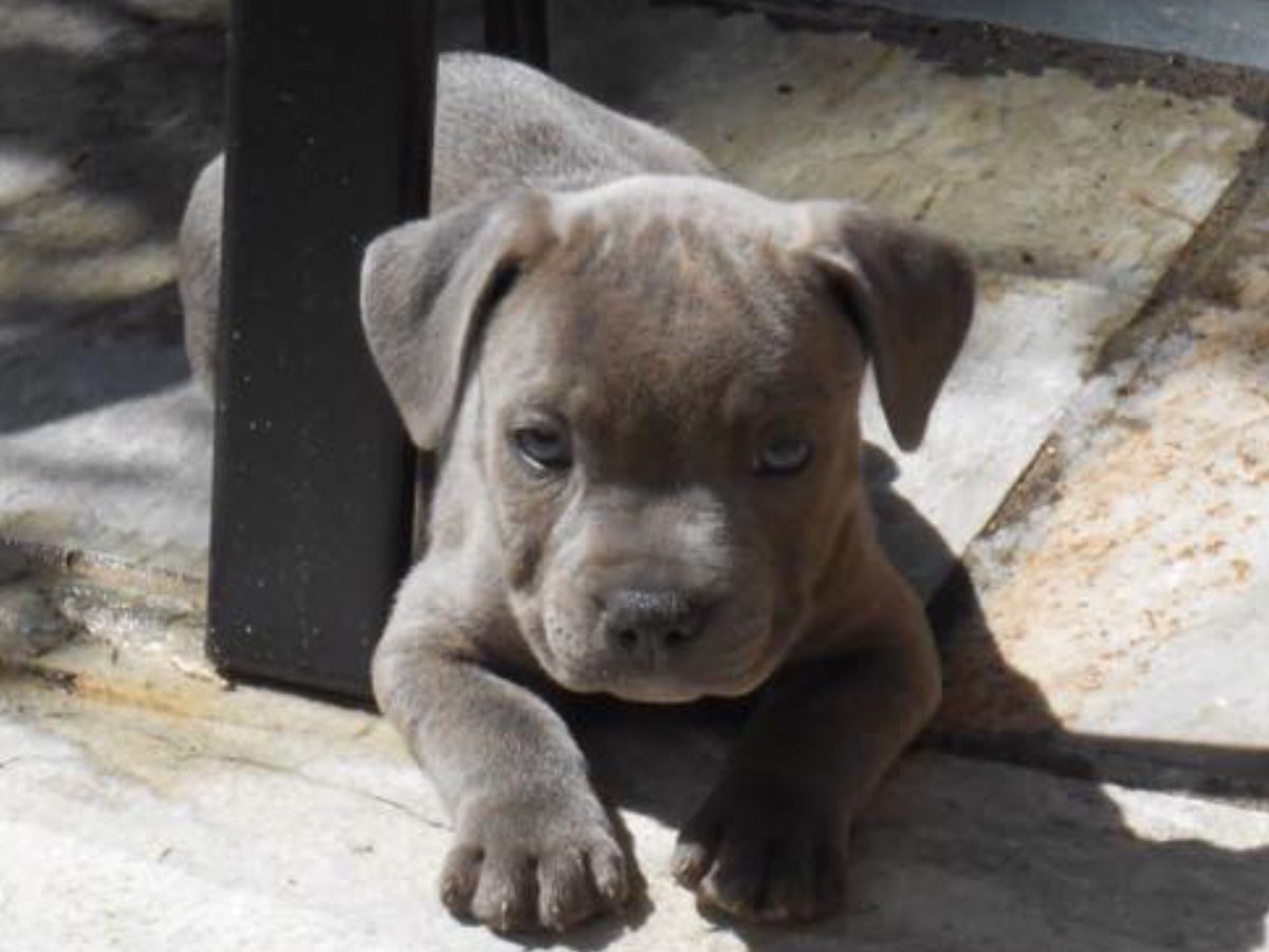 Jaspergratt's tweet photo. It’s national puppy day today so I thought I’d treat you all to some even cuter pics of me as a puppy #NationalPuppyDay #staffordshirebullterrierpuppy #cutepuppy #PuppyDay https://t.co/aVixHcc7zY