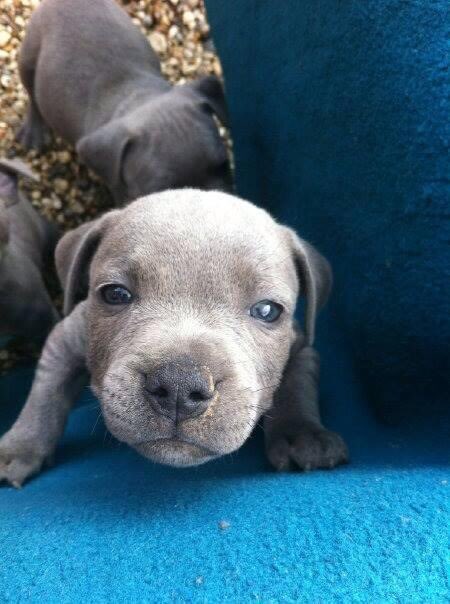 Jaspergratt's tweet photo. It’s national puppy day today so I thought I’d treat you all to some even cuter pics of me as a puppy #NationalPuppyDay #staffordshirebullterrierpuppy #cutepuppy #PuppyDay https://t.co/aVixHcc7zY