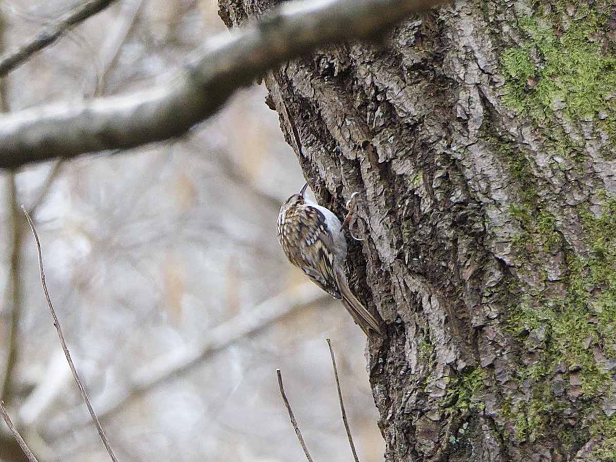 My very first Tree Creeper, wasn’t easy to find #BirdPhotography #BirdsSeenin2021 #WeirWoodReservoir