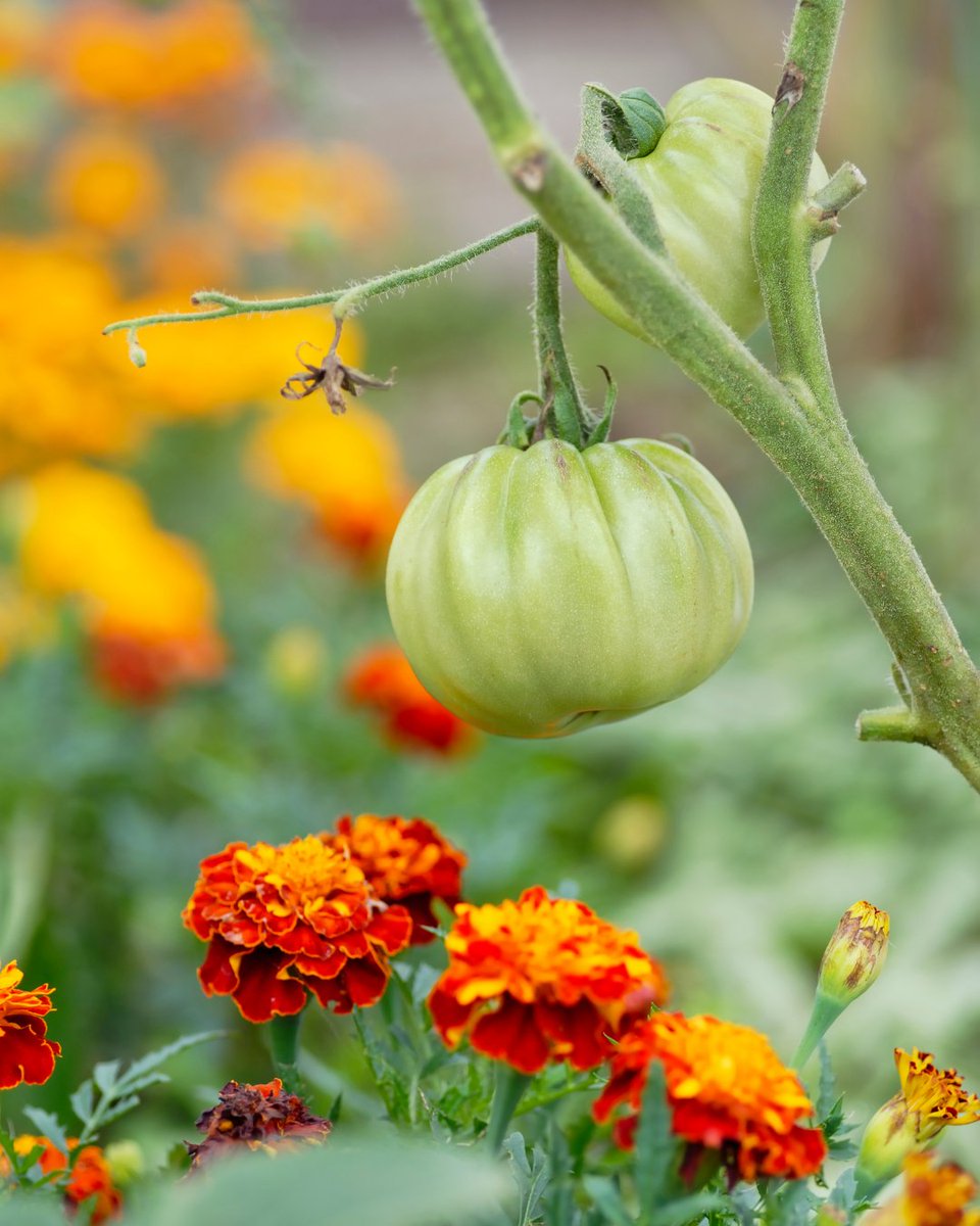 yardbutler's tweet photo. This is the year for #marigolds! 🏵️ Not only are they a beautiful pop of color, but they're also great companions for your tomato plants and other veggies. Marigolds attract beneficial insects to your garden such as ladybugs, lacewings, hoverflies,  and parasitic wasps #gardentip https://t.co/KzaTeAUria