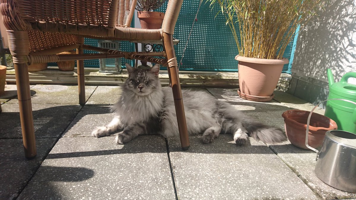 skipjackOW's tweet photo. Elvis, the cutest cat one could hope for, passed away in his sleep. You have always been there for me and I will miss you so very much! Rest in peace my friend🕯️ https://t.co/0ZUxFFBLzS