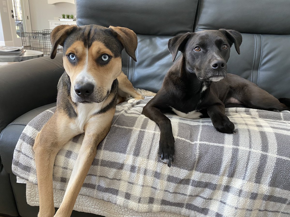 emily_actually's tweet photo. @dog_rates https://t.co/FV1S4tEB6b