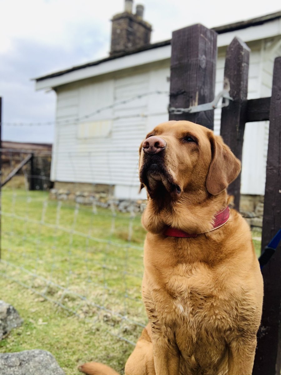 flynn_nancy's tweet image. Day 9 #2WeekChallenge another beautiful walk with the dog. Legs are feeling it today so might even do a little yoga stretch later once the kids are in bed! @joannerushton3 @himynameisjaneg @MeersGail @karenklmmoore @debbiemerrick5 @wellbeingmatron @rachrobertson01