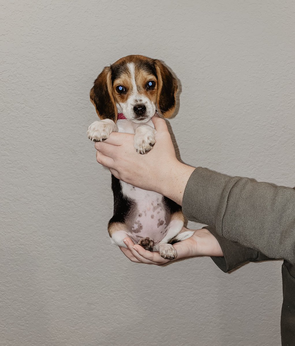 h_lasley's tweet photo. @dog_rates 9 weeks ➡️ 5 months 🥺 https://t.co/yiNeITvEqP