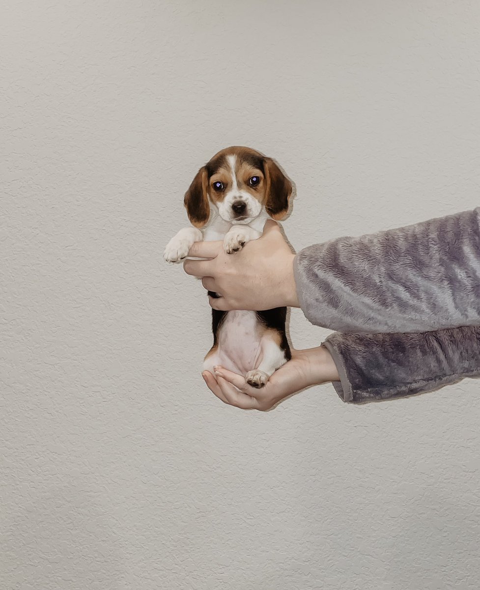 h_lasley's tweet photo. @dog_rates 9 weeks ➡️ 5 months 🥺 https://t.co/yiNeITvEqP