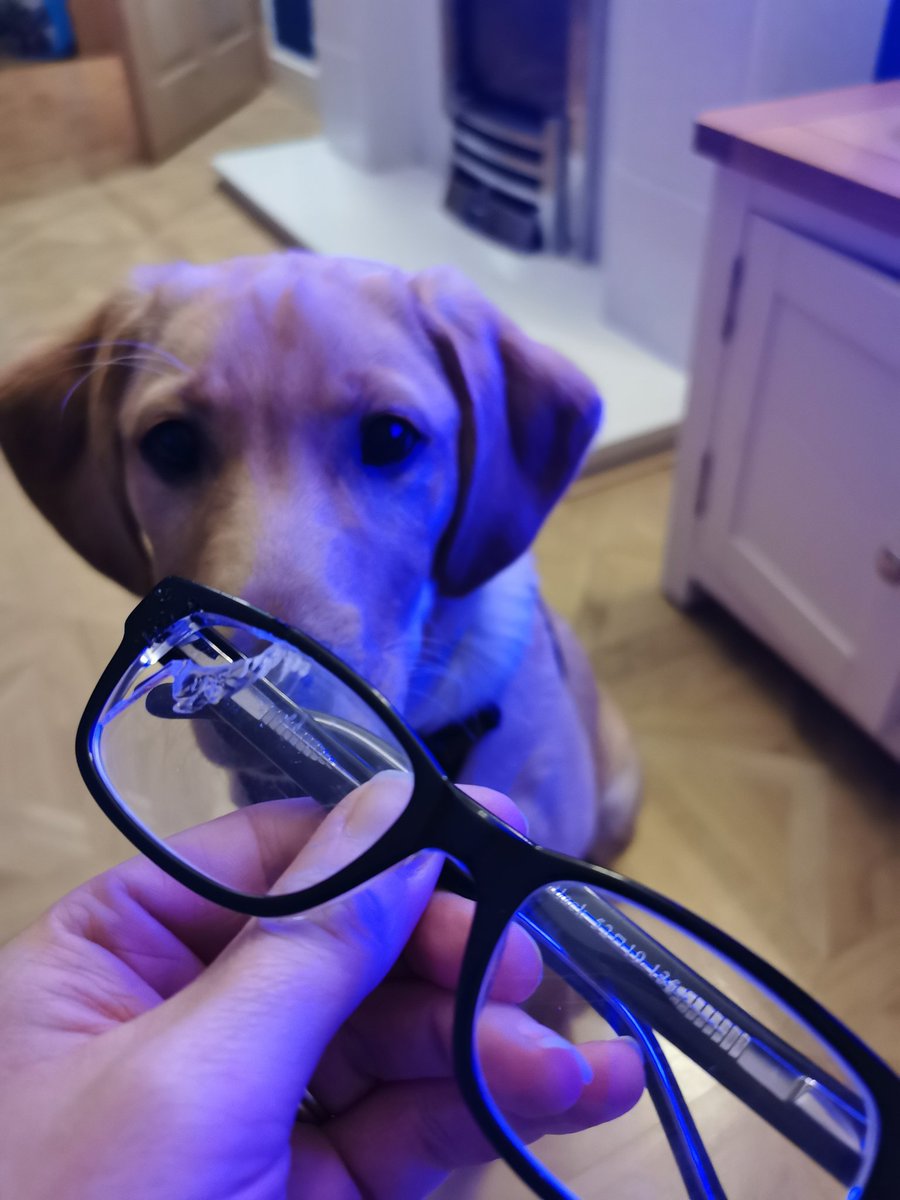 EmmaMConnelly's tweet photo. Why yes I did do this to your glasses. What you gonna do about it? #foxredlab #weeshite https://t.co/6ZKLbwC8YB