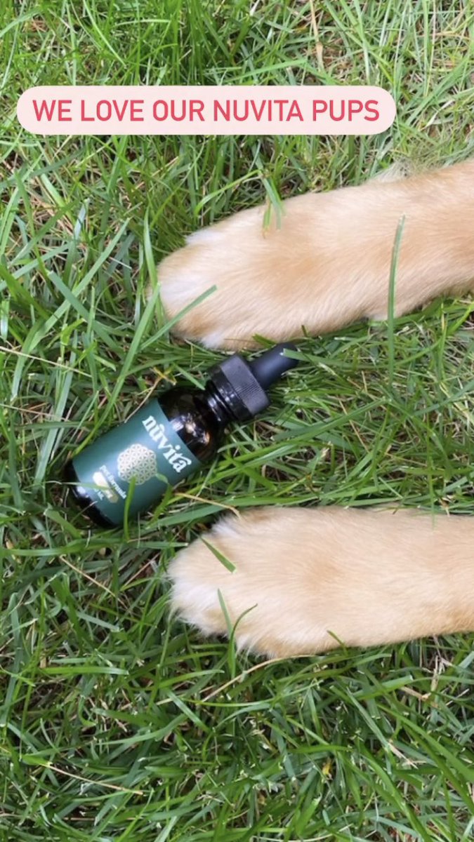 LNuvitacbd517's tweet photo. Happy National Puppy Day! #NationalPuppyDay #nuvitacbd #cbdoil #petcbd #dogcbd #catcbd #organic #cbdbenefits #WomenSupportingWomen #supportsmallbusiness https://t.co/H988JCKgsq