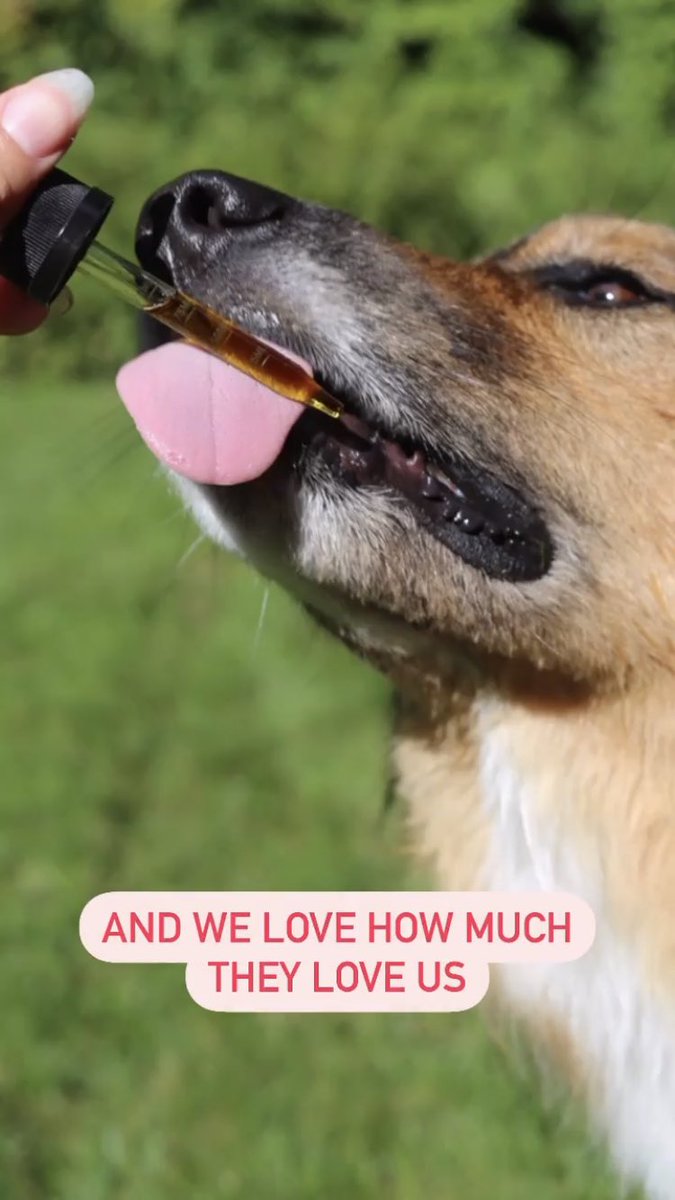 LNuvitacbd517's tweet photo. Happy National Puppy Day! #NationalPuppyDay #nuvitacbd #cbdoil #petcbd #dogcbd #catcbd #organic #cbdbenefits #WomenSupportingWomen #supportsmallbusiness https://t.co/H988JCKgsq