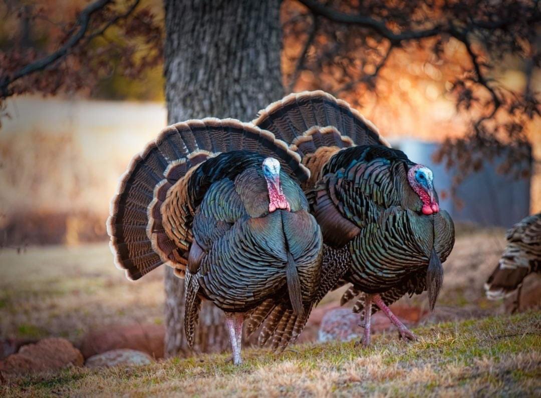 Pro_Hunt58's tweet photo. It's almost 🦃 TIME! #GitchaSum

#turkeytuesday #BlitzOutdoors #TurkeyHunting #TurkeySeason #SpringTurkey #springturkeyseason https://t.co/v7MGVzEBVM