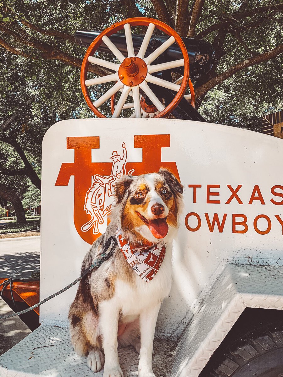 TexasLonghorns's tweet photo. Good doggos wear burnt orange 🤘

#HookEm | #NationalPuppyDay https://t.co/VWiL9KTIvg