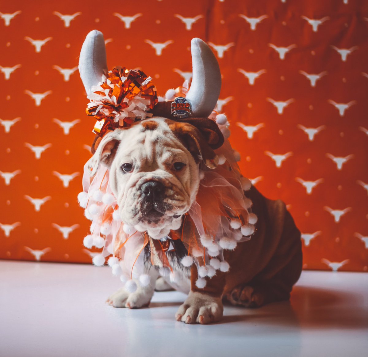 TexasLonghorns's tweet photo. Good doggos wear burnt orange 🤘

#HookEm | #NationalPuppyDay https://t.co/VWiL9KTIvg