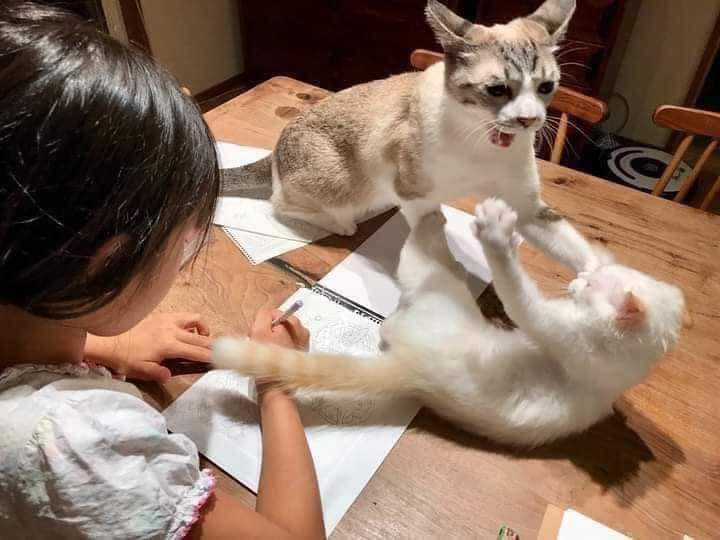 gatitos_qctd's tweet photo. La secuencia perfecta no exis... https://t.co/bZ1V1Rolm7
