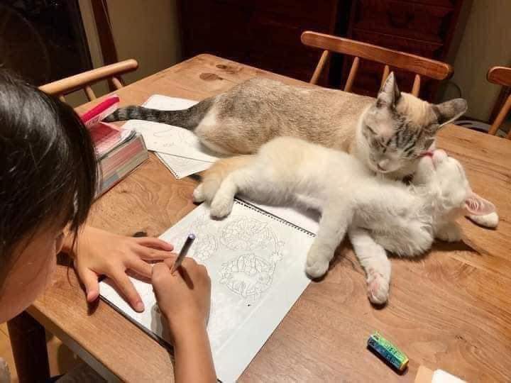gatitos_qctd's tweet photo. La secuencia perfecta no exis... https://t.co/bZ1V1Rolm7