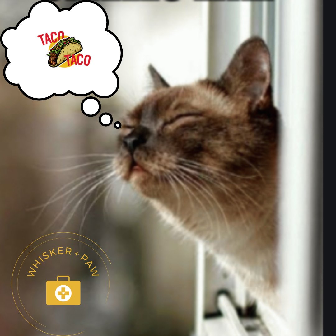 PawWhisker's tweet photo. Happy Taco Tuesday #cat #vet #tacotuesday https://t.co/1XxGjZPaiU