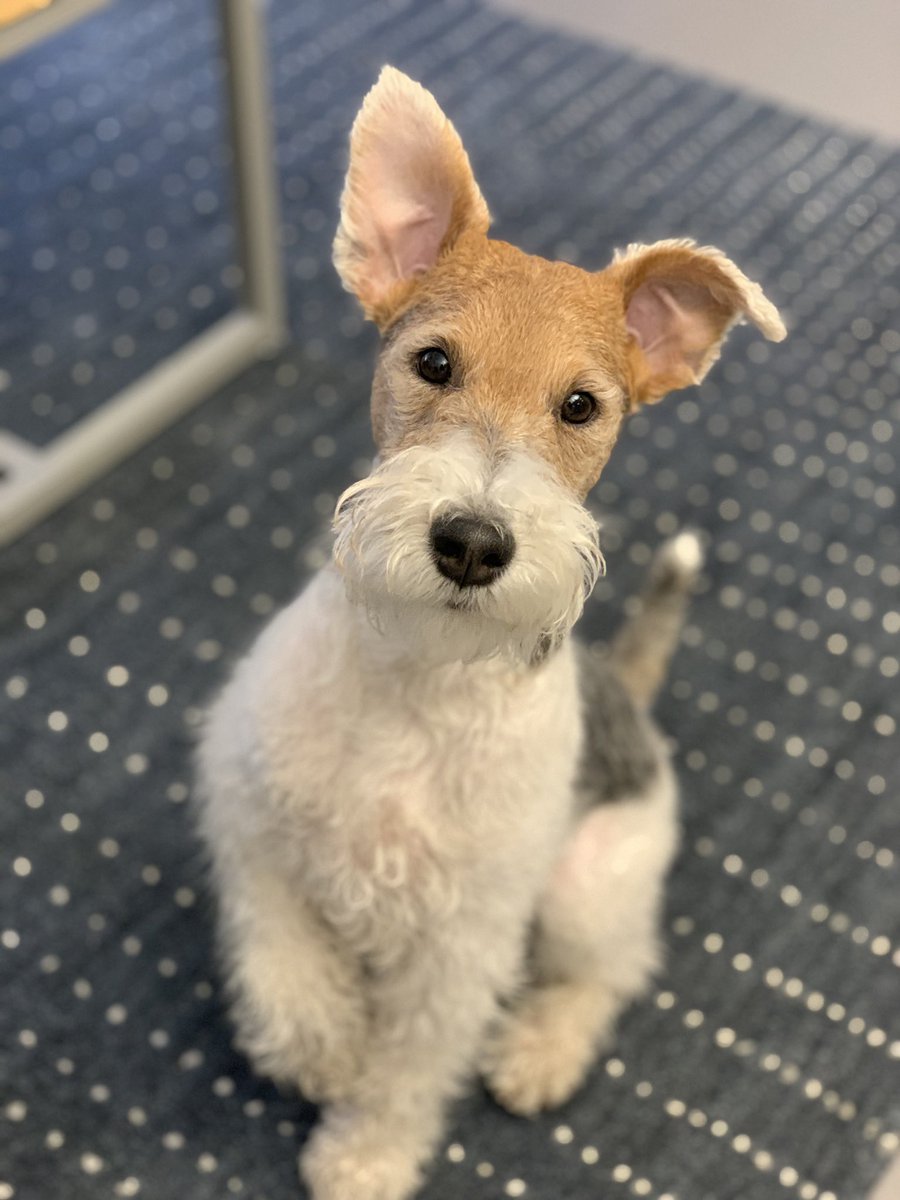 bstrobes's tweet photo. @dog_rates https://t.co/s1WRnm0lgn