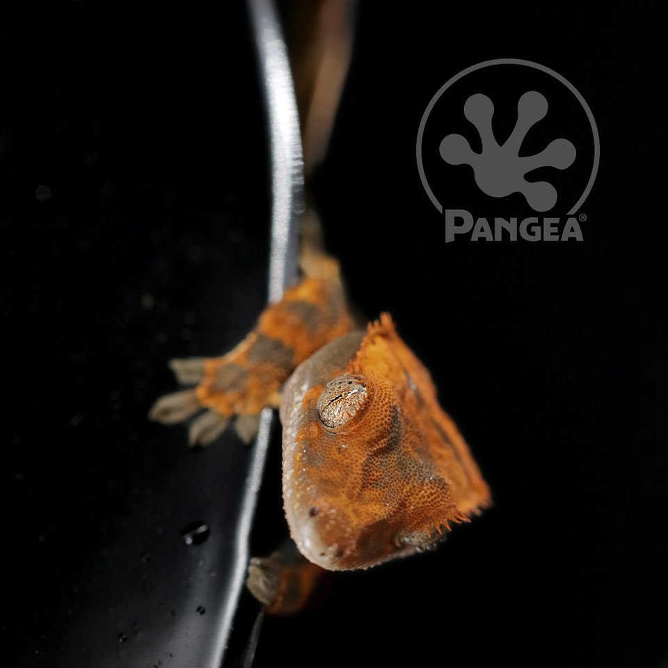 Oh, hello there!

#pangeareptile #pangea #crestedgecko #crested #ciliatus #ciliatusgecko #gecko #geckos #geckosofinstagram #geckooftheday #reptilecommunity #reptilereport #morphmarket #reptiles #reptile #reptilekeeper #reptilelover #herpsdaily #herpetology #herp #herps #narbc