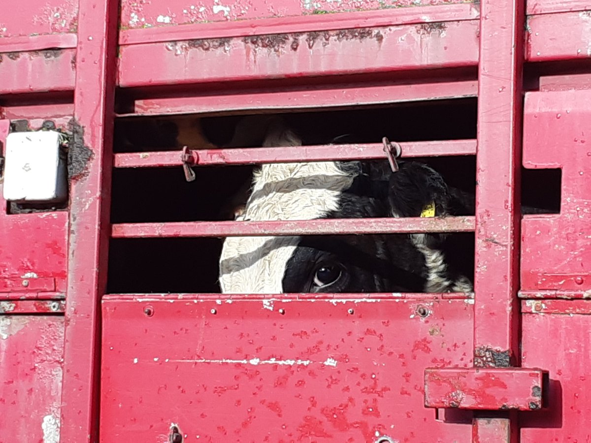 herbivore_club's tweet photo. She is treated as a commodity 💰
She deserves liberation 🐮

📷 Herbivore Club 

https://t.co/YfuLXZoqWV