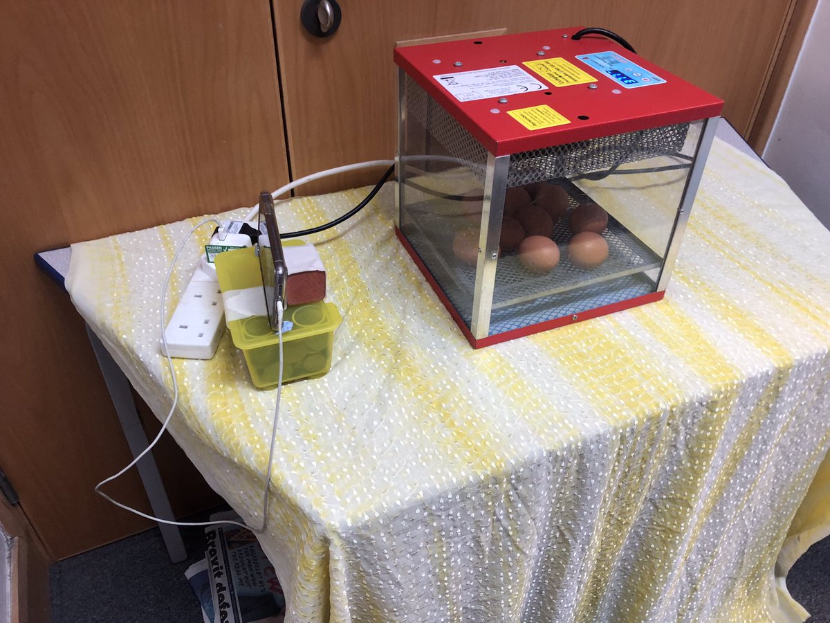 Before the grown-ups left today, we noticed some little cracks in some of our eggs! 🥚We think they might hatch while we’re away so we set up a special wildlife camera and a video in the hope we won’t miss all the action through the night 🤞 #earlyyears #realexperiences #utw