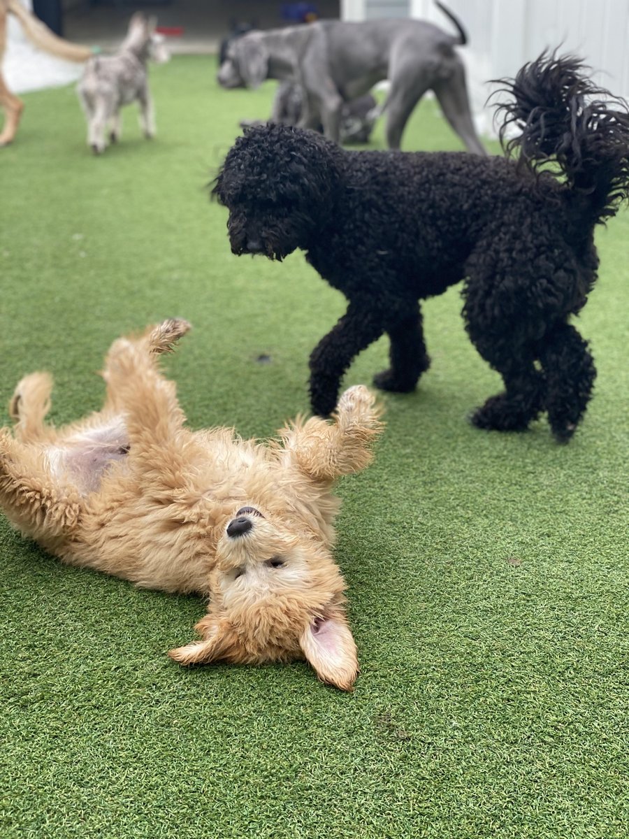 City_LineVet's tweet photo. Larry and Raven love playing together in daycare! #PuppyPals https://t.co/EREjWfH0JI