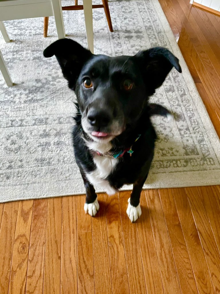 smcquil's tweet photo. @dog_rates My rescue dogs Ginny &amp; Martha #NationalPuppyDay #rescuedog @charlotteve45 https://t.co/HIRkjDX9me