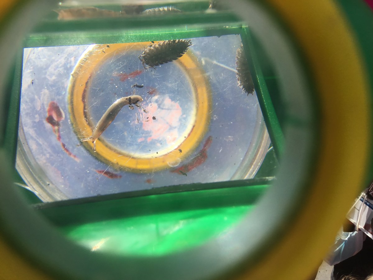 MenstrieELC's tweet photo. Since listening to The Hungry Caterpillar story we have spotted minibeasts outdoors. The use of magnifying glasses has been an exciting experience to observe closely how they travel and their features. Wonder what journey our curiosity of minibeasts will take us on....🐛🐞🕷️#STEM https://t.co/9e4DLsVkZP