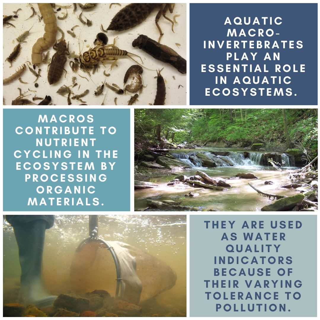 Macroinvertebrates - our favorite indicators of stream quality 
To learn more macroinvertebrates.org/#/