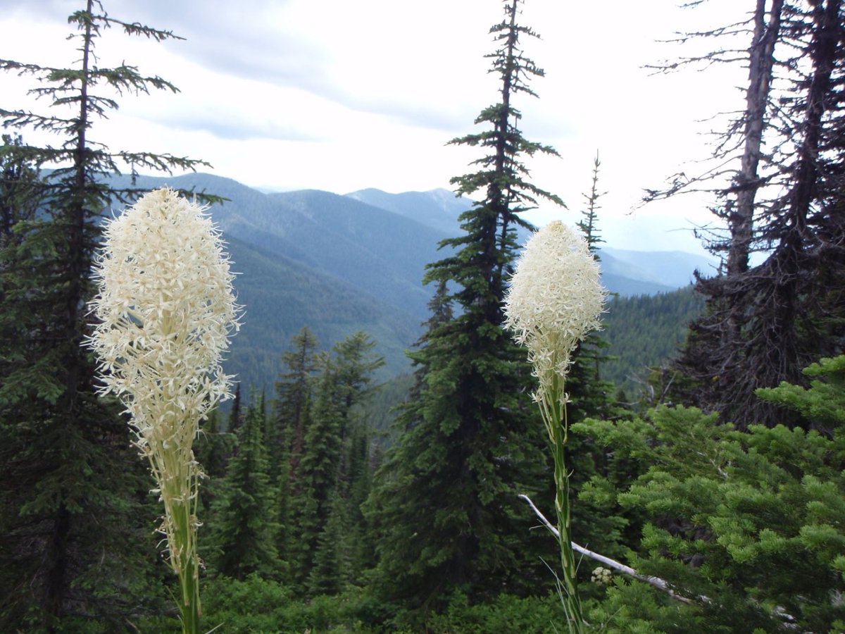 ForestServiceNW's tweet photo. “One way to open your eyes to unnoticed beauty is to ask yourself, 'What if I had never seen this before? What if I knew I would never see it again?'”

—Rachel Carson

#TuesdayThoughts https://t.co/aVLL1YsQxi