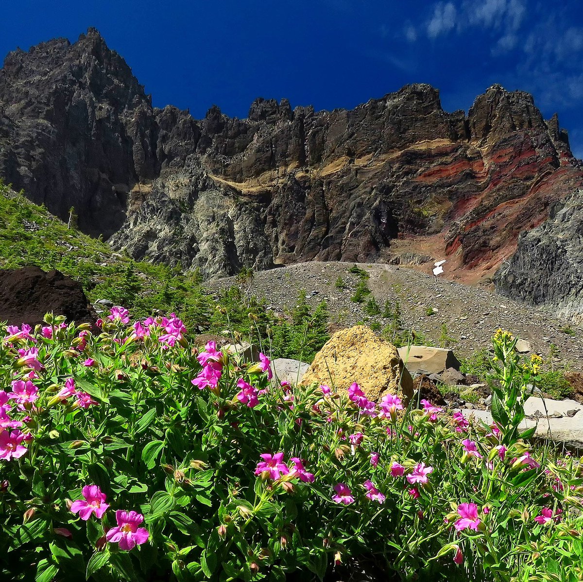 ForestServiceNW's tweet photo. “One way to open your eyes to unnoticed beauty is to ask yourself, 'What if I had never seen this before? What if I knew I would never see it again?'”

—Rachel Carson

#TuesdayThoughts https://t.co/aVLL1YsQxi