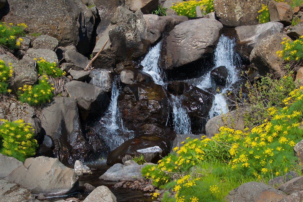 ForestServiceNW's tweet photo. “One way to open your eyes to unnoticed beauty is to ask yourself, 'What if I had never seen this before? What if I knew I would never see it again?'”

—Rachel Carson

#TuesdayThoughts https://t.co/aVLL1YsQxi
