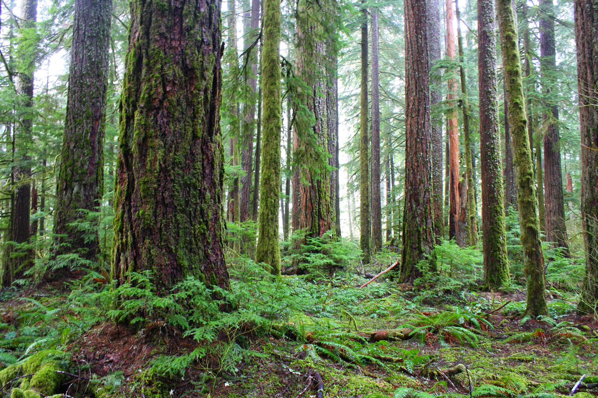 ForestServiceNW's tweet photo. “One way to open your eyes to unnoticed beauty is to ask yourself, 'What if I had never seen this before? What if I knew I would never see it again?'”

—Rachel Carson

#TuesdayThoughts https://t.co/aVLL1YsQxi
