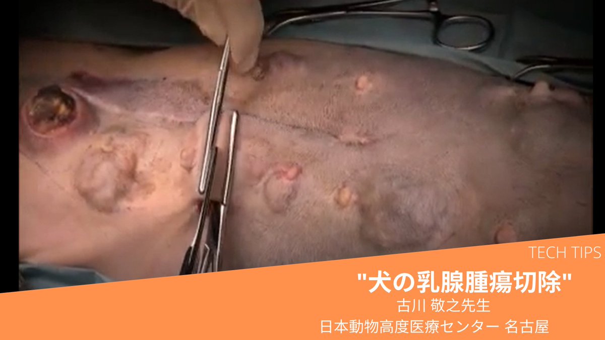 🥼VSJ｜ジェネラリストを極める獣医師・動物看護師