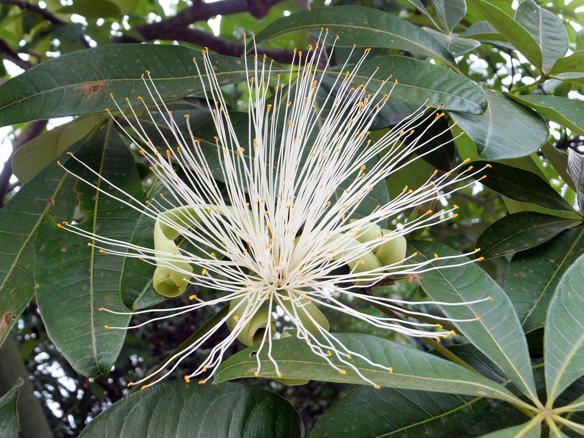 Tomoki Sando パキラ Pachira Aquatica 観葉植物としてお馴染みのアオイ科の植物 熱帯では大きな木に成長し 直径15 ほどの多くの雄しべを持った花を咲かせる 花弁は緑色でカールする 結実すると15 ほどの紡錘形の実となり 中の種子はカイエン