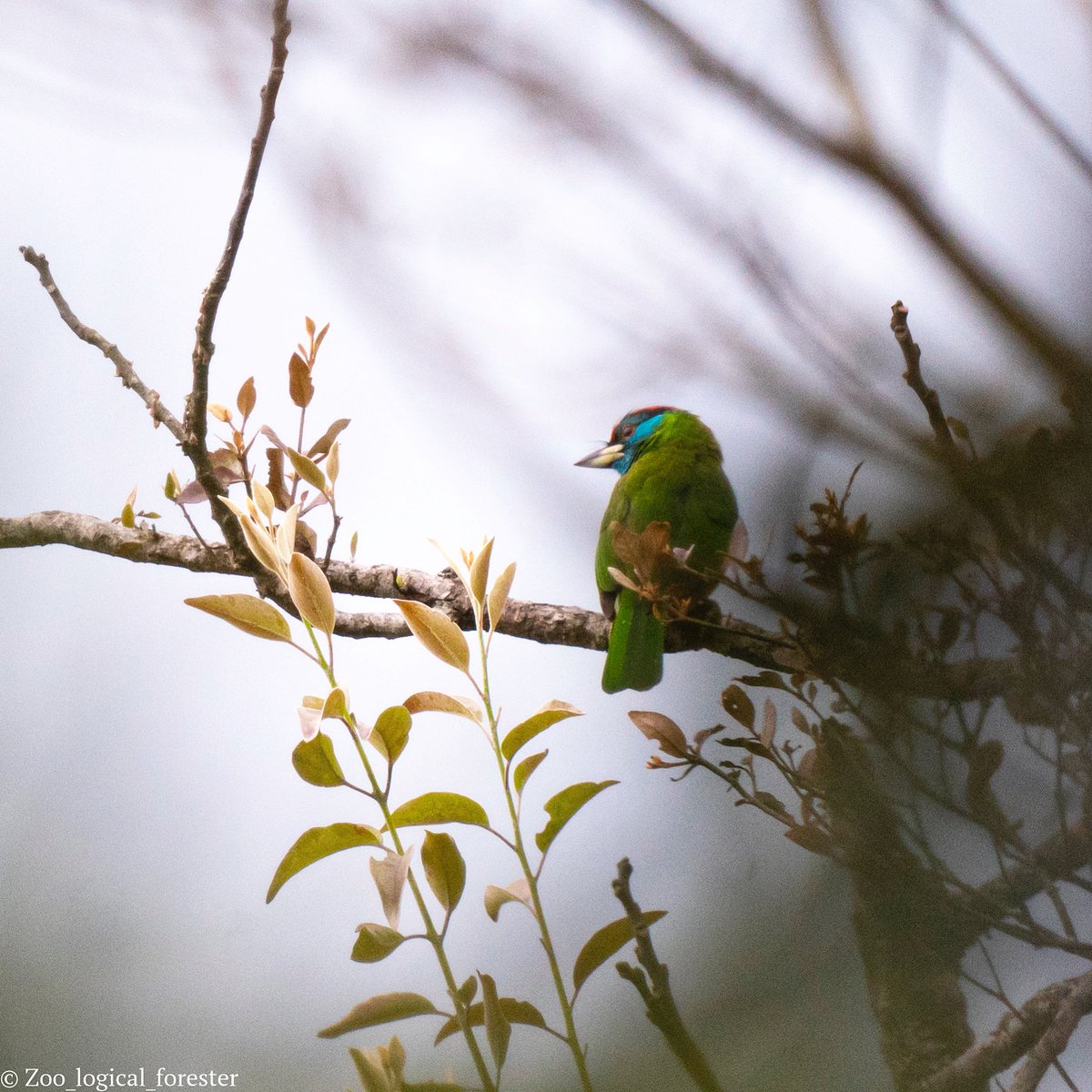 DhawanIfs's tweet photo. No animal can enjoy #spring better than birds. A beautiful #bluethroatedbarbet all excited for the coming days. #moulingnationalpark #jengging @AWExplorative @ArunachalTsm @BirdLife_News @goldsant @JambeyDondu @bengiamrinal https://t.co/q2M1ctG0V8