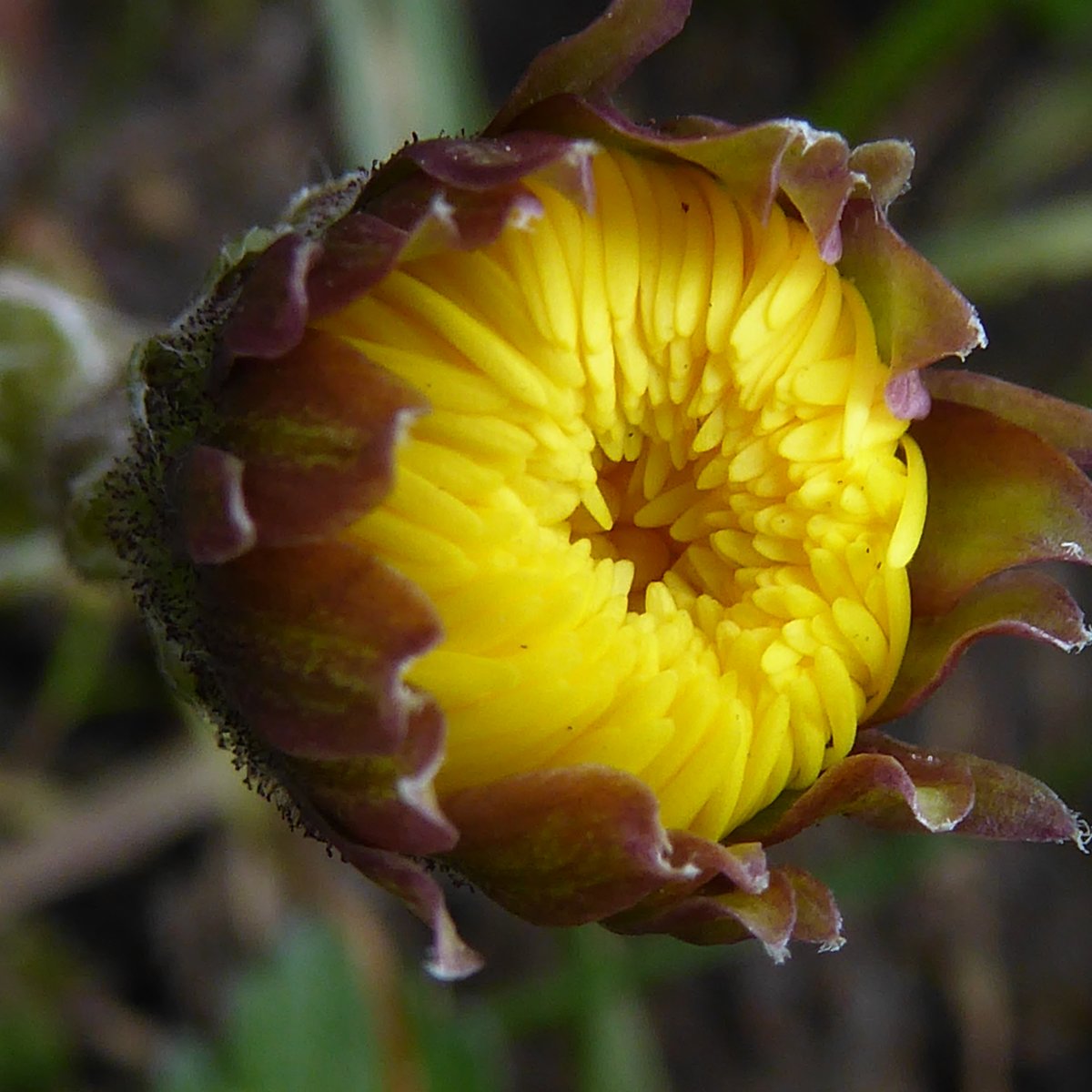 Buds abounding today, Hazel, Wych Elm and Coltsfoot <a href="/wildflower_hour/">wildflowerhour</a>