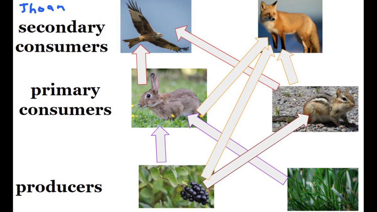MsM_5thgrade's tweet photo. #foodwebs 🦅🦊🐰🐿🌿🍇 https://t.co/Krx6i9nDMM