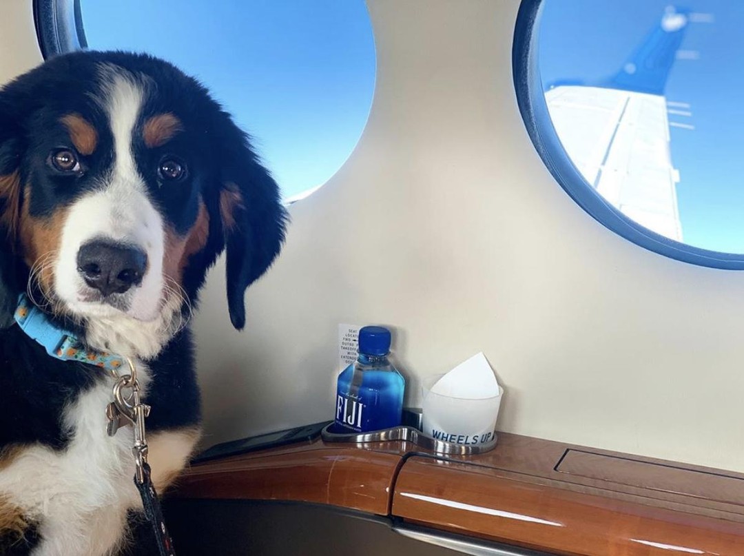 WheelsUp's tweet photo. We try not to play favorites, but we'd be lying if we said these weren't some of our favorite passengers #nationalpuppyday https://t.co/p2rhBv2BqK